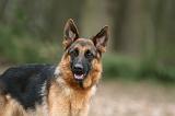 BERGER ALLEMAND 1021